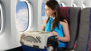 Dog Airplane Fly Emotional Support Animal